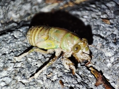 Lyristes plebejus