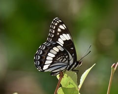 Limenitis weidemeyerii nevadae