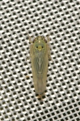 Macrosteles sexnotatus