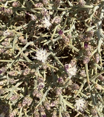 Centaurea spinosa