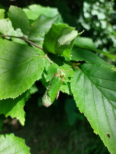 Hazel Leaf-roller