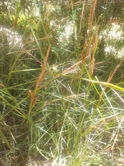 Carex hispida