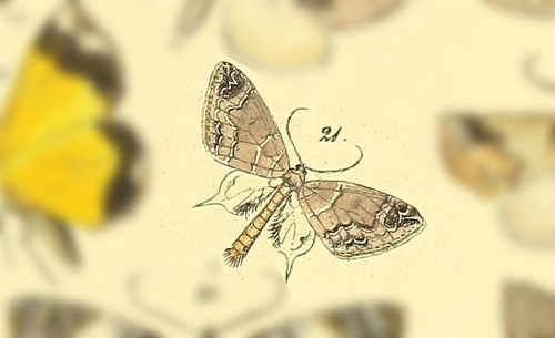 Lagynopteryx botulata