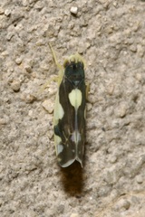 Eupteryx vittata