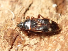 Myocara australis