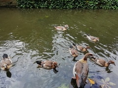 Alopochen aegyptiaca