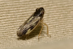 Evacanthus acuminatus