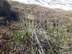 Carex macloviana
