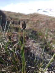 Carex macloviana