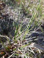 Carex macloviana