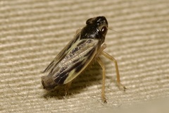 Evacanthus acuminatus