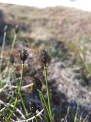 Carex macloviana
