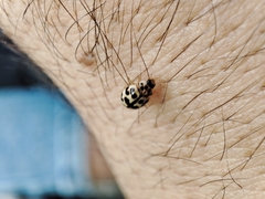 Oenopia conglobata