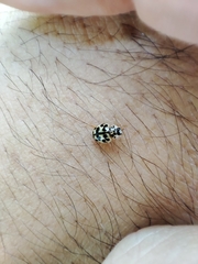 Oenopia conglobata