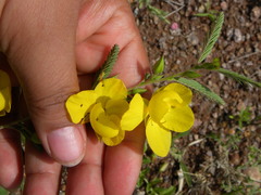 Chamaecrista rufa