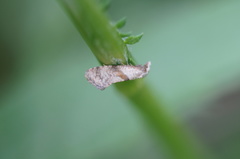 Cochylidia implicitana