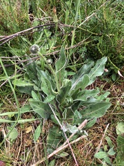 Hypochaeris maculata