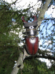 Lucanus cervus