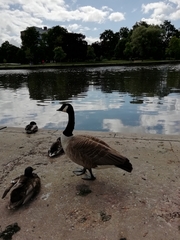 Branta canadensis