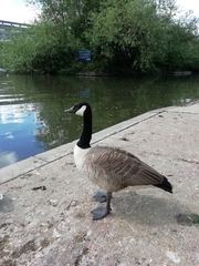 Branta canadensis