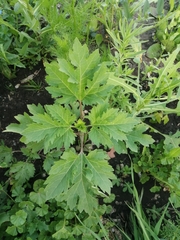 Cyclachaena xanthiifolia