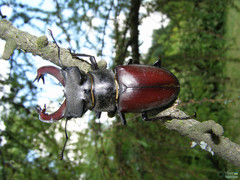 Lucanus cervus