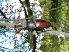 Lucanus cervus