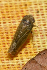 Speudotettix subfusculus