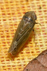 Speudotettix subfusculus