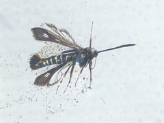 Sazonia fenusaeformis