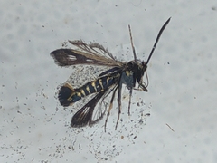 Sazonia fenusaeformis