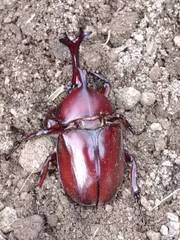 Trypoxylus dichotomus tsunobosonis