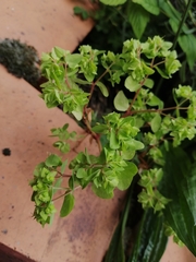 Euphorbia peplus