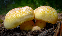 Cantharocybe gruberi