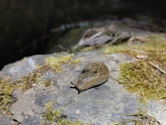 Geomalacus maculosus