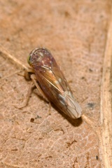 Metidiocerus rutilans
