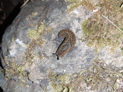 Geomalacus maculosus