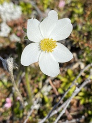 Anemone parviflora