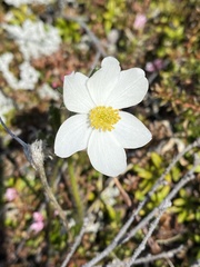 Anemone parviflora