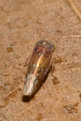 Metidiocerus rutilans