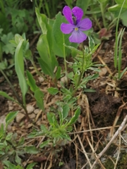 Viola disjuncta