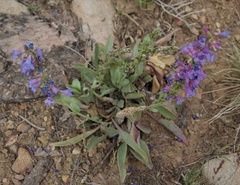 Penstemon carnosus