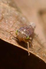 Metidiocerus rutilans