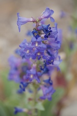 Penstemon carnosus