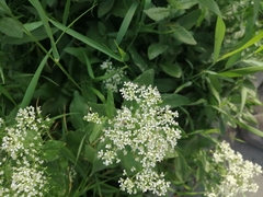 Lepidium draba