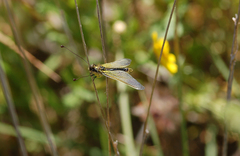 Libelloides ictericus