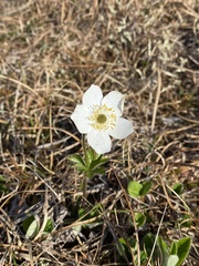 Anemone parviflora
