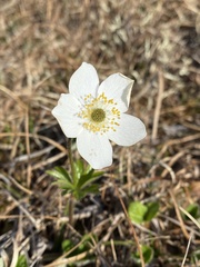 Anemone parviflora