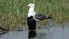 Larus armenicus