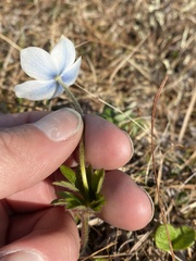 Anemone parviflora